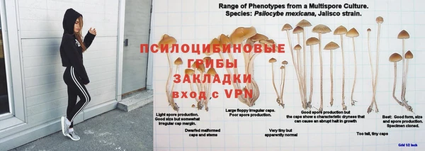 ГАЛЛЮЦИНОГЕННЫЕ ГРИБЫ Вяземский